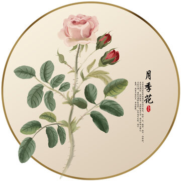 手繪中草藥月季花養(yǎng)生藥材