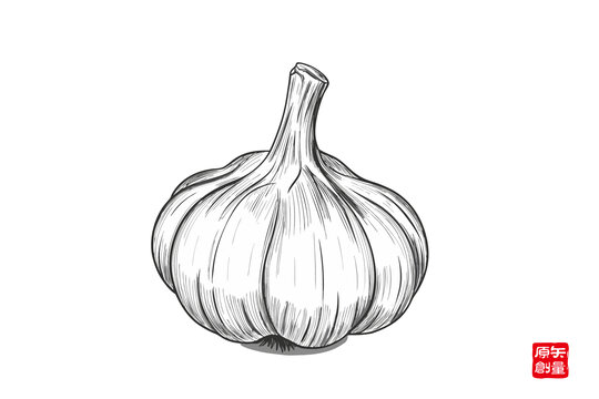 手繪大蒜素描插畫(huà)
