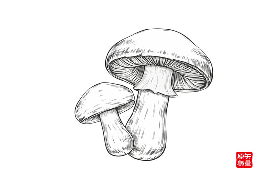 手繪雙蘑菇黑白插畫