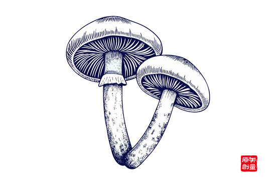 雙生蘑菇手繪插畫素材