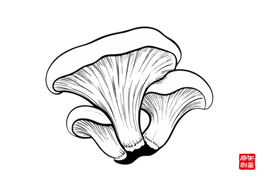 手繪簡約平菇黑白插畫