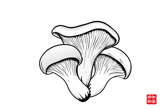 黑白手繪平菇插畫圖案