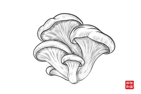 手繪平菇黑白插畫