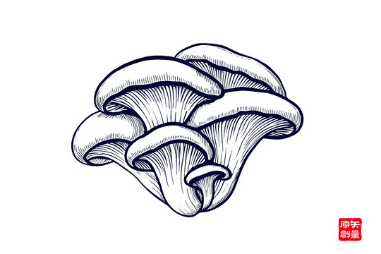 手繪平菇黑白插畫圖案