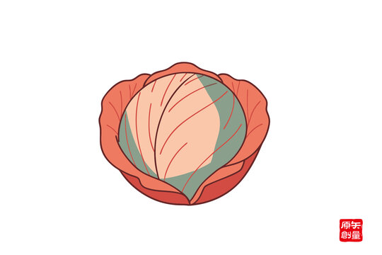 手繪卡通卷心菜插畫
