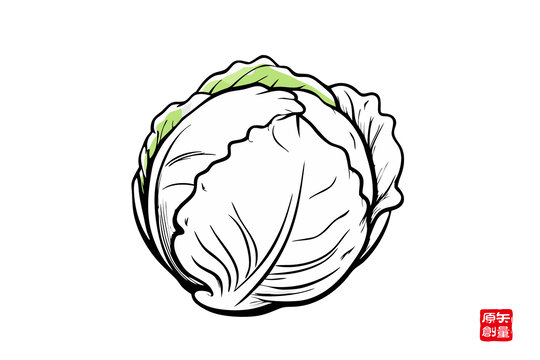 手繪卷心菜卡通插畫