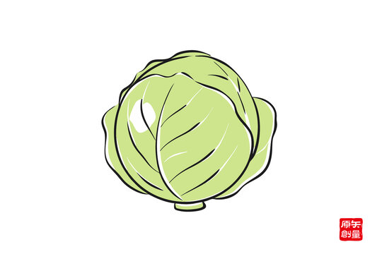 手繪綠色卷心菜插畫