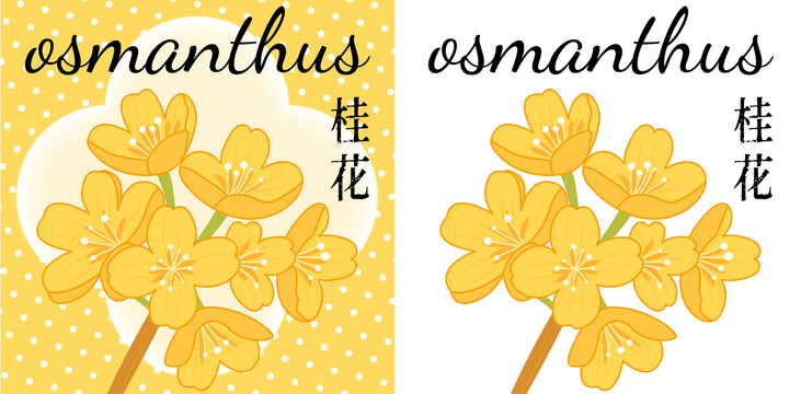 清新插畫(huà)風(fēng)格的美麗桂花