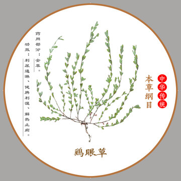 中草藥雞眼草植物標本本草綱目圖譜圖示