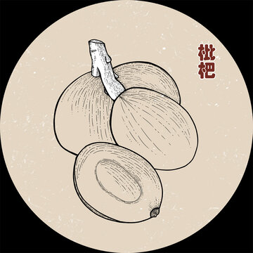手繪枇杷線稿