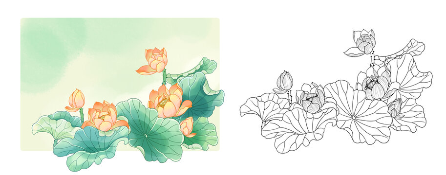 荷花插畫線描