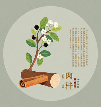 肉桂植物與藥材插畫圖