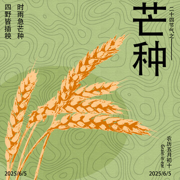 芒種時(shí)節(jié)的麥穗插畫