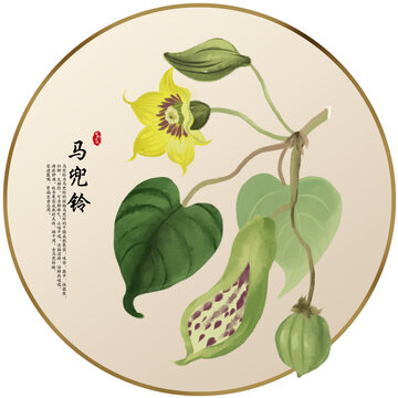 手繪中草藥馬兜鈴養(yǎng)生藥材