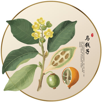 手繪中草藥馬錢子養(yǎng)生藥材