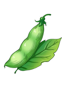 翠綠鮮嫩的豌豆莢插畫