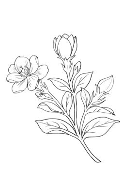 簡約線條花卉植物插畫