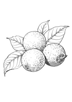 龍眼白描手繪