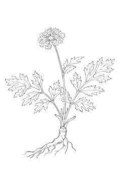 手繪植物花卉線稿圖