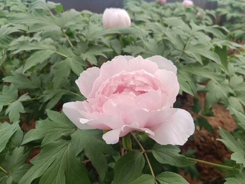嬌艷盛開的粉色牡丹花