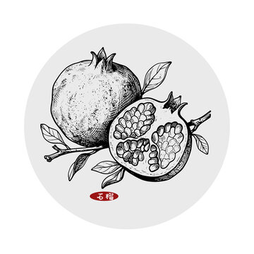 石榴插畫