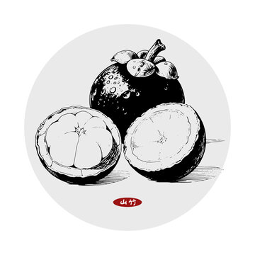 山竹插畫