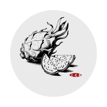 火龍果插畫(huà)