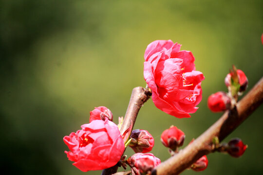 桃花