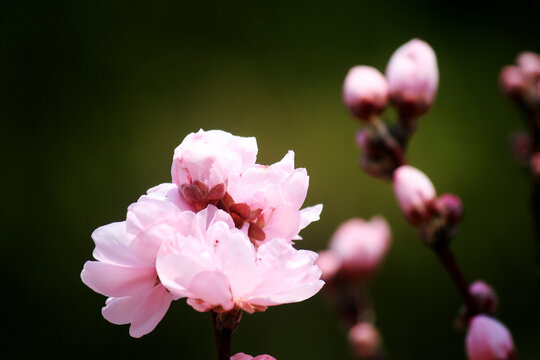 桃花