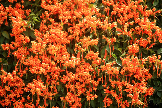 炮仗花