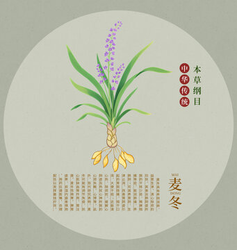 傳統(tǒng)中藥材麥冬手繪插畫