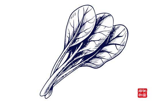手繪簡(jiǎn)約青菜葉插畫