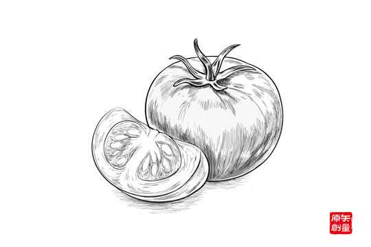 手繪素描蔬菜西紅柿