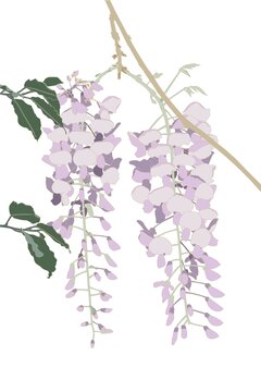 唯美手繪垂掛紫藤花圖案