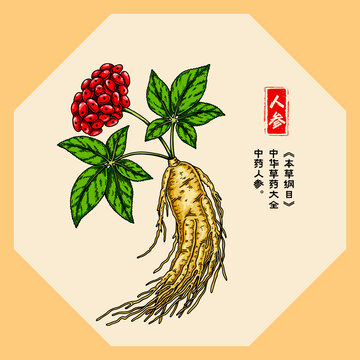 人參插畫