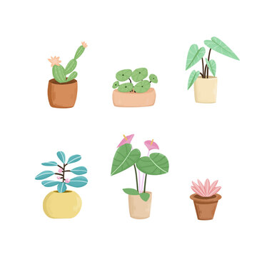 植物