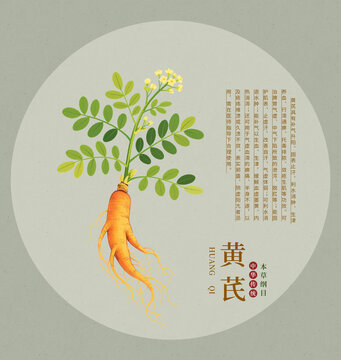 傳統(tǒng)中藥材黃芪插畫圖