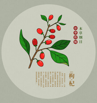 傳統(tǒng)枸杞手繪插畫