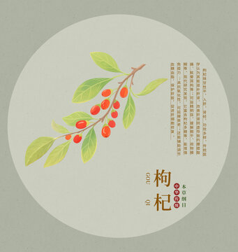 枸杞手繪插畫素材藥材本草綱目