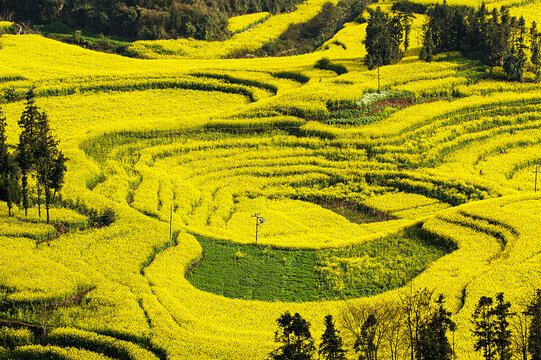 羅平油菜花