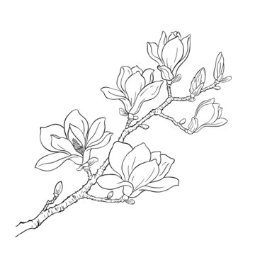 玉蘭花白描矢量圖