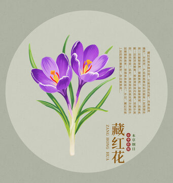 手繪藏紅花中草藥插畫