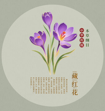 藏紅花插畫手繪中草藥本草綱目