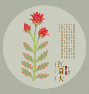 手繪紅景天植物插畫