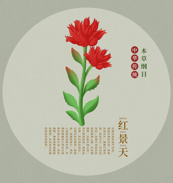 傳統(tǒng)本草之紅景天插畫