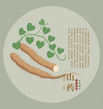 傳統(tǒng)中藥材山藥插畫圖