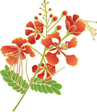 金鳳花插畫(huà)