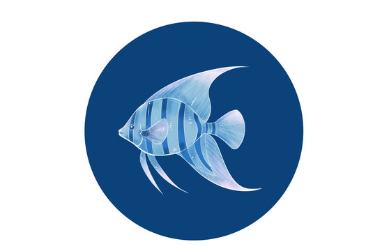 斑馬神仙魚