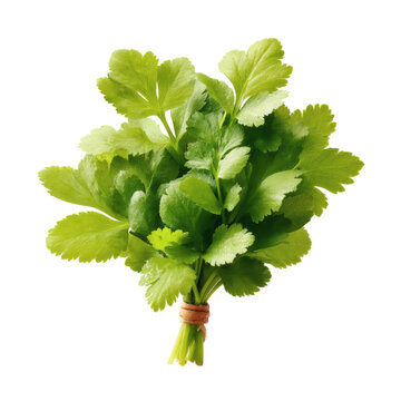 [免摳素材]新鮮芫荽束特寫