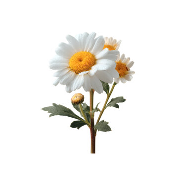 [免摳素材]清新淡雅的雛菊花束特寫